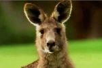 Australia Tourist Board - New Years Offers